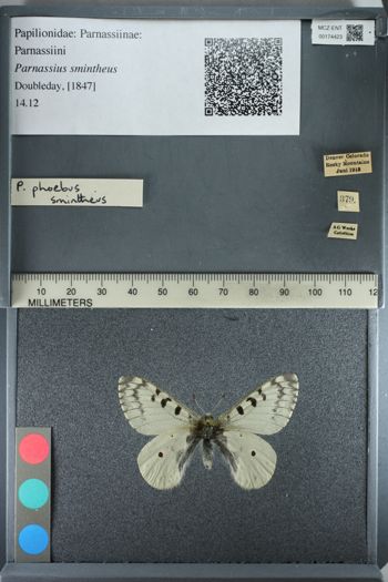 Media type: image;   Entomology 174423